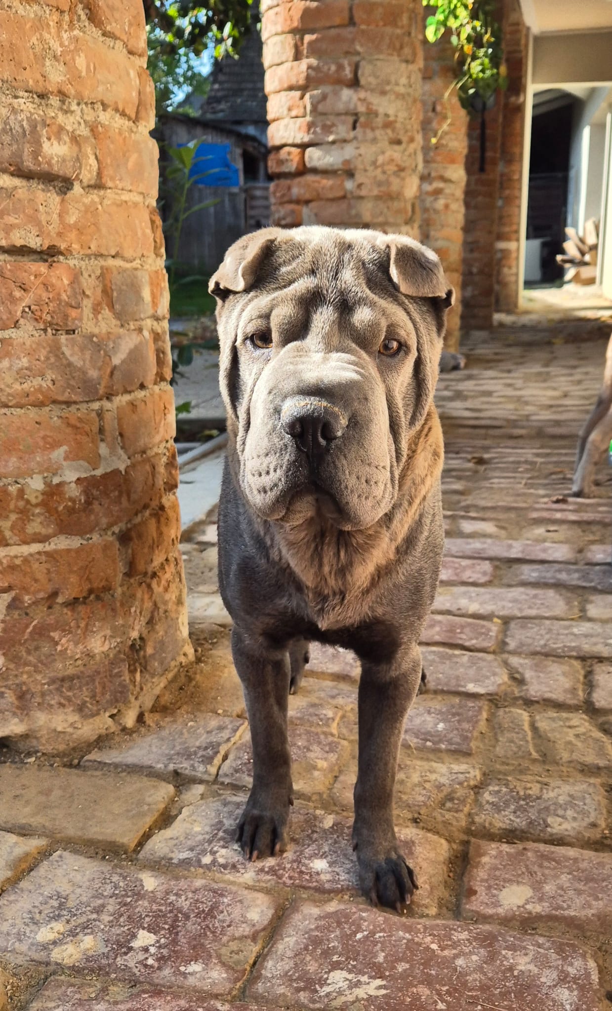 Balu – Shar-Pei