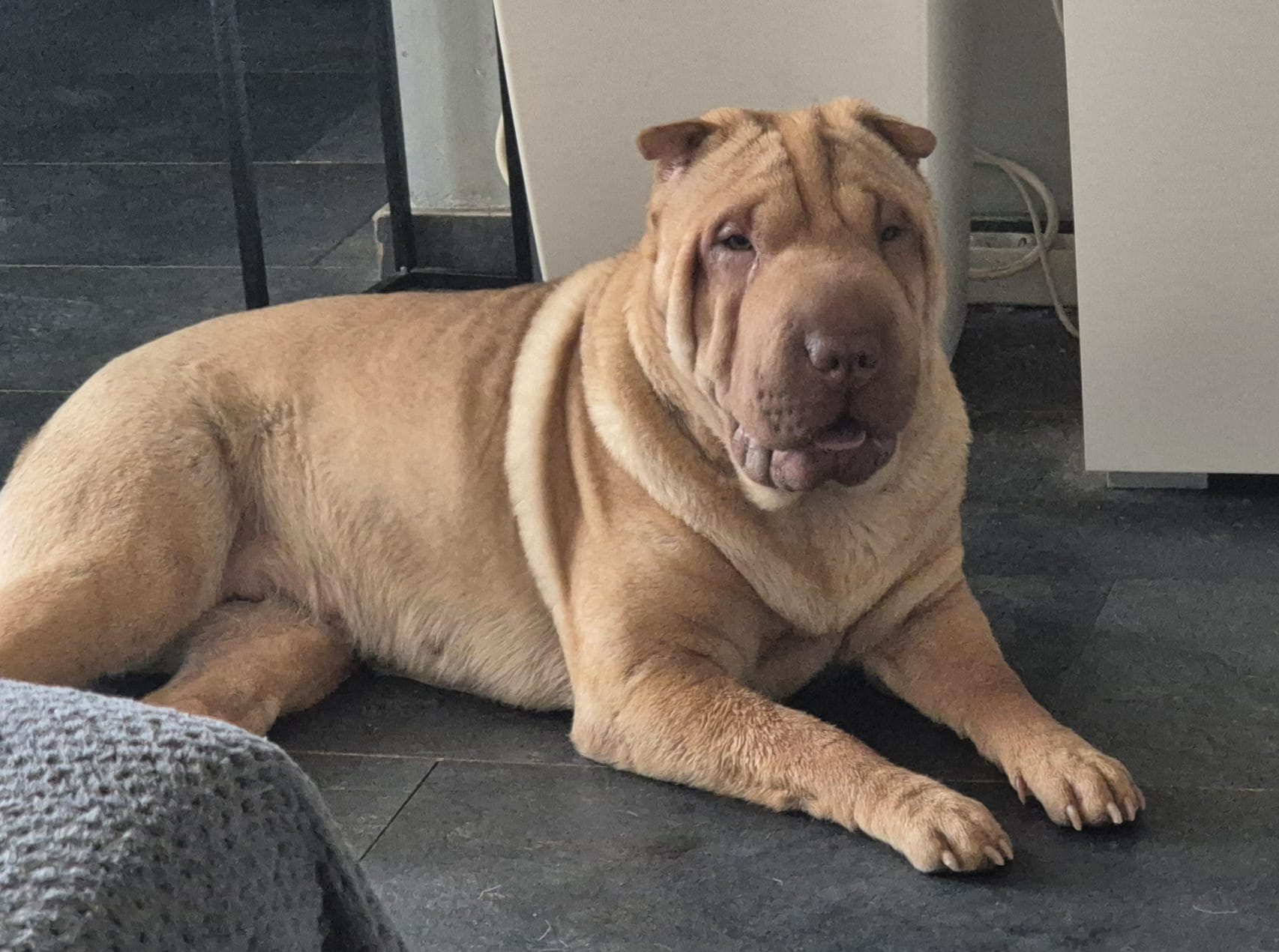 Lilo – Shar-Pei