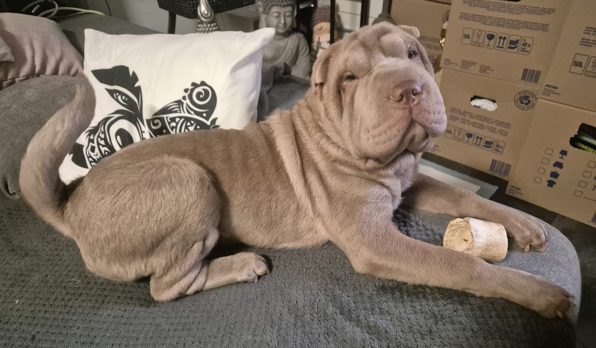 Angel – Shar-Pei Hündin