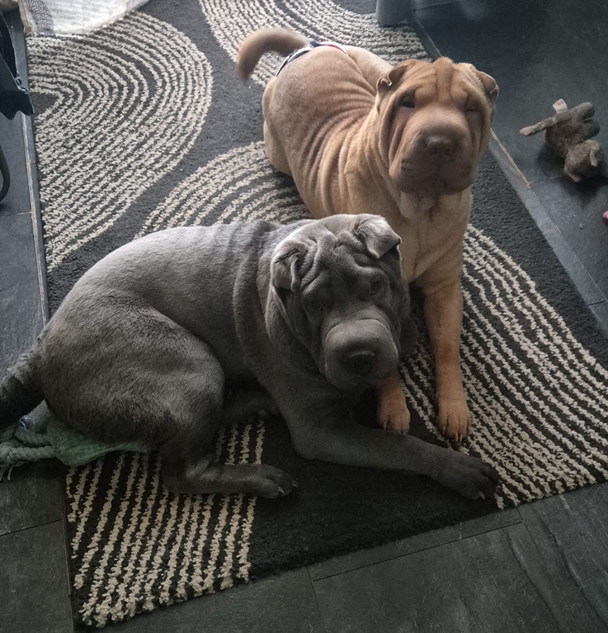 Lilo – Shar-Pei Hündin